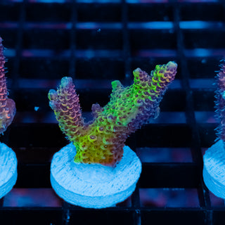 Violet Surge Mille 1048