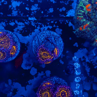 Stratosphere Zoa (3p) 813