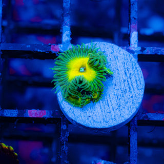 Beauty & the Beast F440