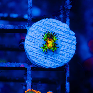 Rainbow Incinerator F439