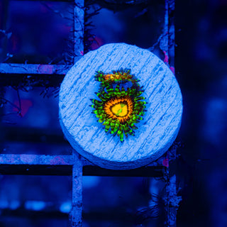 Rainbow Incinerator F441