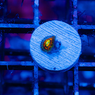 Rainbow Incinerator F442