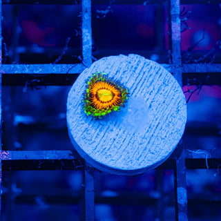 Rainbow Incinerator F443