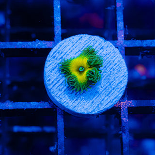 Beauty & the Beast F444