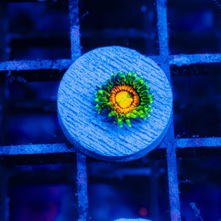 Rainbow Incinerator F446