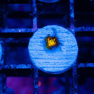 Rainbow Incinerator F448