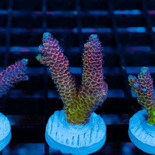 Violet Surge Mille 1047