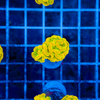 HOLY GRAIL HAMMER 326