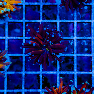 TIGER TORCH (BRANCHING) 992