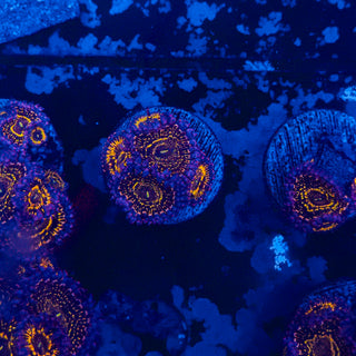 Stratosphere Zoa (5p) 812