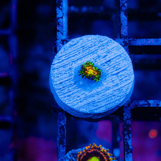 Rainbow Incinerator F449