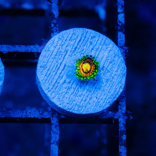 Rainbow Incinerator F450