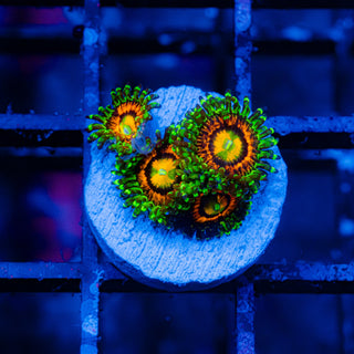 Rainbow Incinerator F451