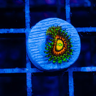 Rainbow Incinerator F454