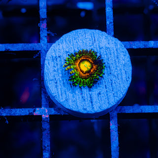 Rainbow Incinerator F455