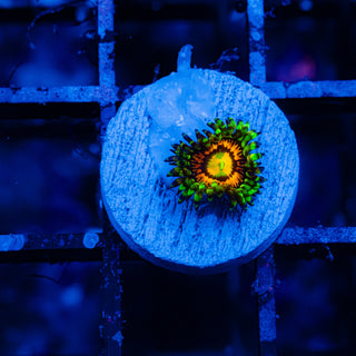 Rainbow Incinerator F456