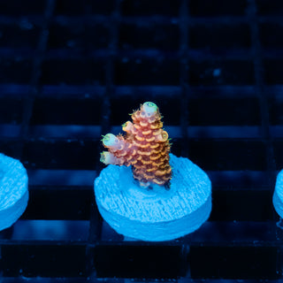 Ember Crown Mille 1010