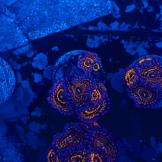 Stratosphere Zoa (7p) 811