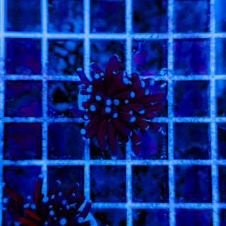 TIGER TORCH (BRANCHING) 993