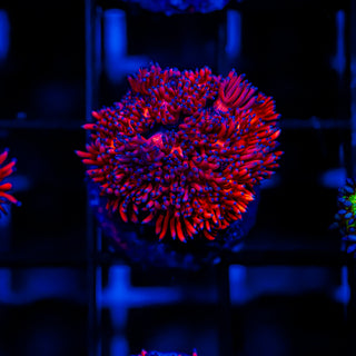 Cherry Blossom Goni G237