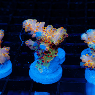 Goolden Goose Granulosa 082