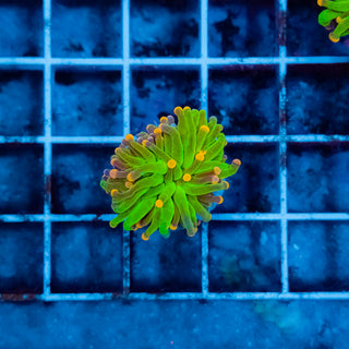 Cotton Candy Torch 229