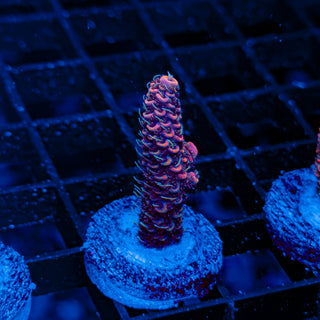 RED VELVET MILLE 012