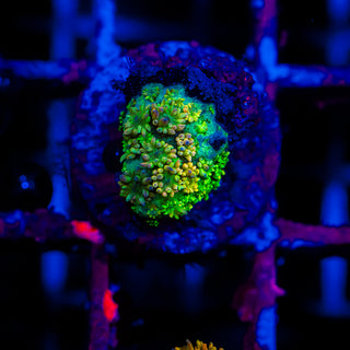 HyperBerry Goni G320