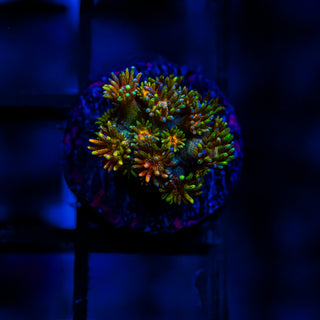 Goni Of The Gods G367