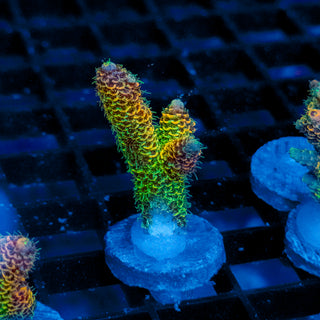 Helios Forge Mille 925