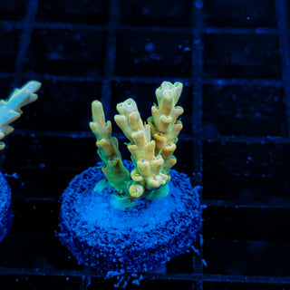 YELLOW DE LA CREME 016