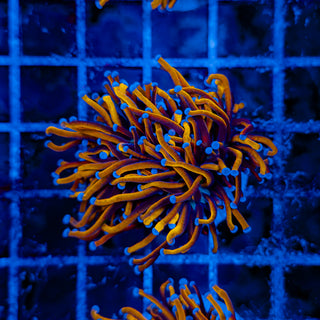 24K GOLD TORCH (2 HEADS) 502