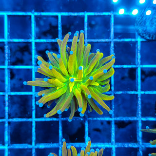 GLITTERY HG TORCH 803