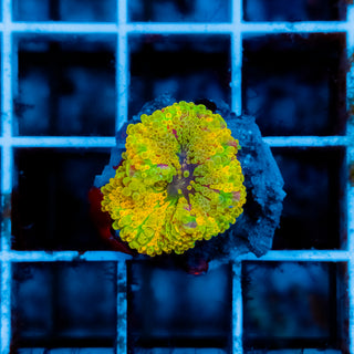 Rainbow Ricordea 110