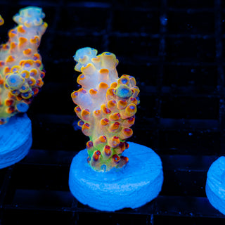 Golden Goose Granulosa 044