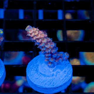 MANDARIN PASSION 739