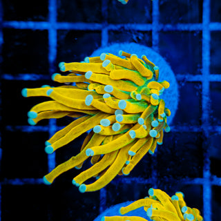 MALAYSIAN BANANA HOLY GRAIL TORCH 513