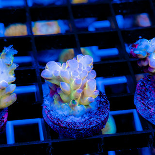 GOLDEN GOOSE GRANULOSA 696