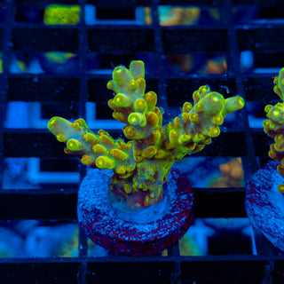 HIGHLIGHTER GRANULOSA 490