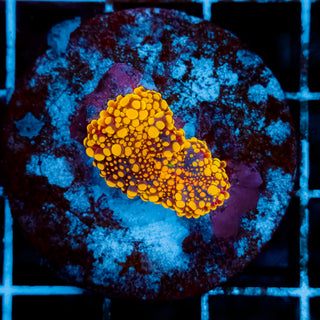 Dough Girl Bounce Mushroom 103