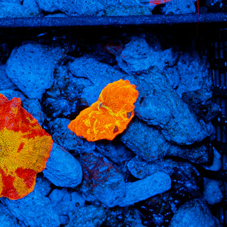 PURPLE MONSTER JAWBREAKER MUSHROOM 610