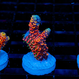 Molten Core Mille 1124