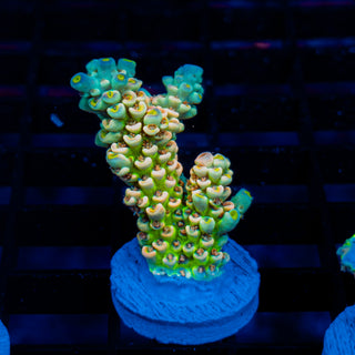 Glowing Passion 1112