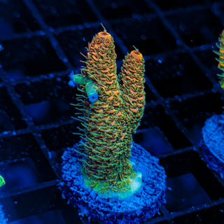 ORANGESICLE MILLE 074