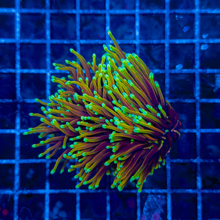 ULTRA DRAGON SOUL (5 HEADS) TORCH 303