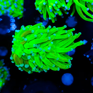 Grafted Holy Grail Torch