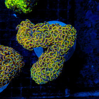 Rainbow Wall Hammer Colony 101