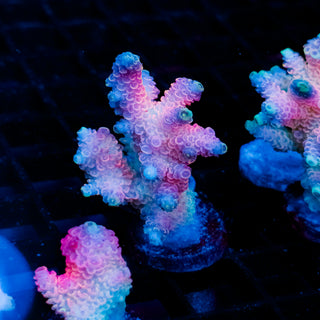 Plasma Blossom Mille 1005