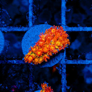 NAPALM GONIOPORA 906