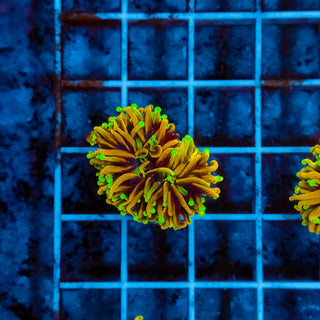 Hellfire Torch 205 (XL head)